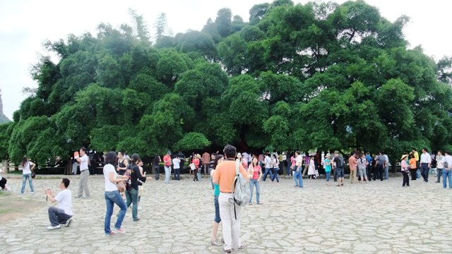 桂林旅行大きな木1.JPG